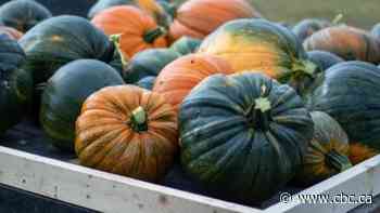 Alberta pumpkin farmers impacted by drought, but patches prevail