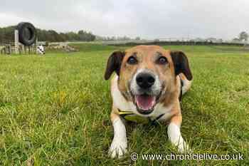 Meet the 'golden oldie' dogs looking for their retirement homes after life in North East kennels
