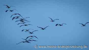 Rund 1000 Zugvögel prallen gegen Fenster und sterben