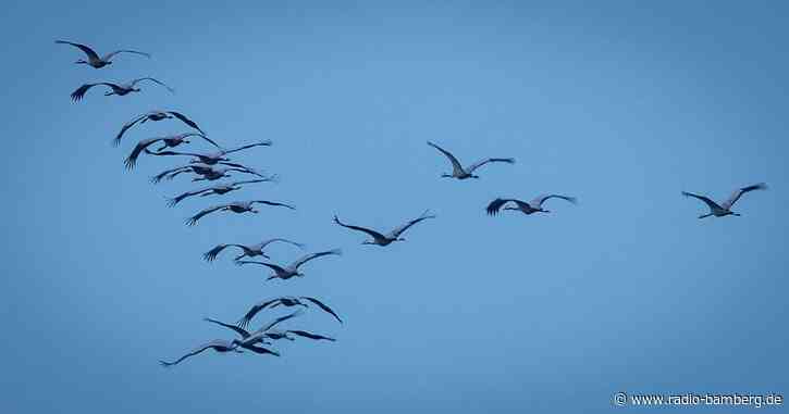 Rund 1000 Zugvögel prallen gegen Fenster und sterben
