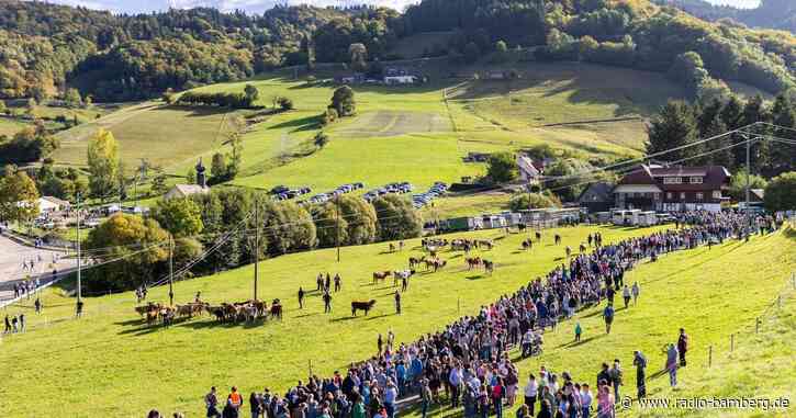 Schwarzwaldgemeinde feiert Rückkehr von Weidetieren