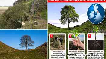 How the Sycamore Gap Tree could rise again: Scientists claim they have the technology to grow an IDENTICAL copy of the felled tree at Hadrian's Wall