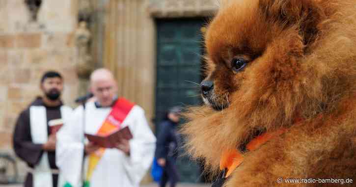 Haustiere vor dem Osnabrücker Dom gesegnet