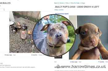 XL Bully dogs being sold as little as £300 in north London