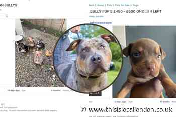 XL Bully dogs being sold as little as £300 in north London