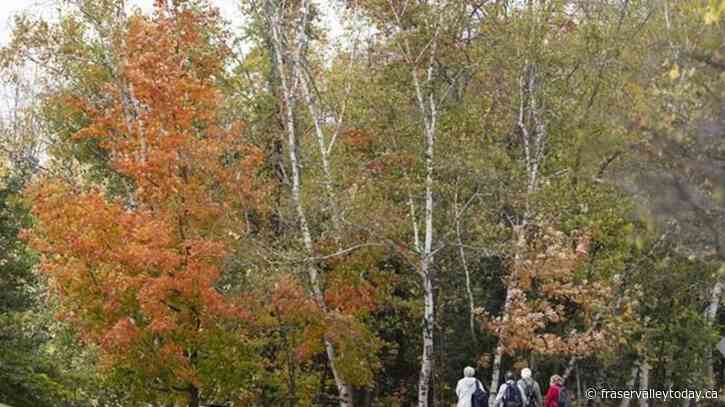 Canada’s dramatic summer weather has altered the fall colours this year: researchers