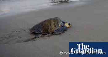 Missing, presumed poached: Staten Island fears for beloved turtle