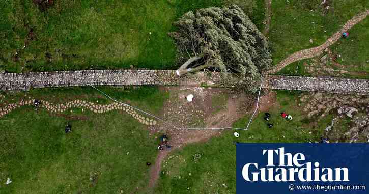 The felled Sycamore Gap tree may rise again | Letters