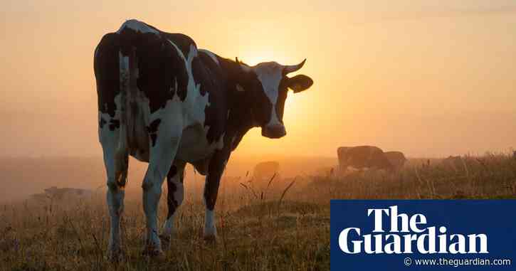 Feeding seaweed to cows can cut methane emissions, says Swedish report