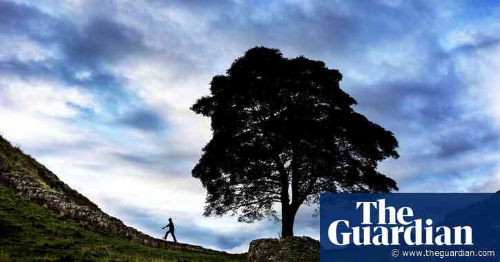 Why Britain is mourning the Sycamore Gap tree – podcast