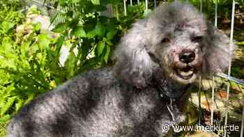 Aus der Ukraine geflüchtet: Kranke Zwergpudel-Oma sucht neues Zuhause