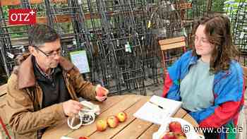 Apfelsorten in Jena enttarnt: „Geheimrat Dr. Oldenburg“