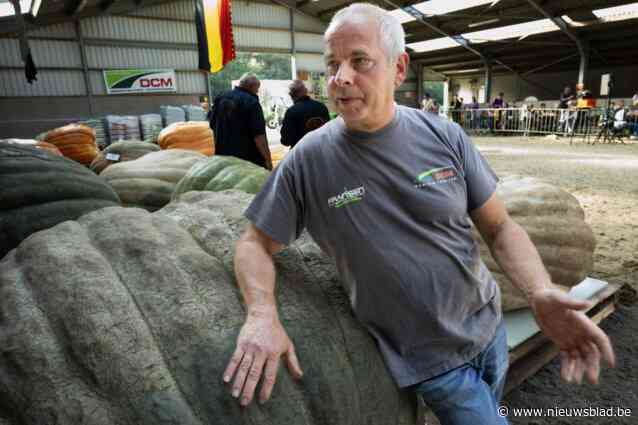 ‘De Wout van Aert van de pompoenkwekers’ wint BK: “Ik heb geen geheim, je moet zo’n pompoen vooral veel aandacht geven”