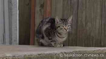 Cats take over home in Caswell Hill amid growing stray crisis