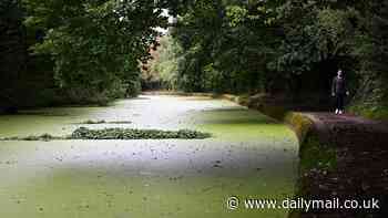 Let it grow! How a little soft singing can boost your blooms: Plants that 'listen' to music grow more leaves, take in more sun, and produce much more food, research finds