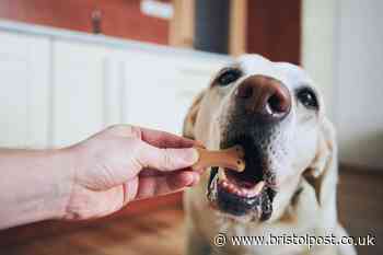 Mouthwash for dogs which can stop bad breath and keep their teeth healthy