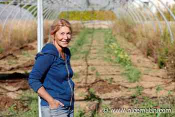 Ils misent sur des cultures exotiques pour s’adapter aux aléas du climat