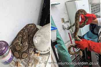 Nanny shocked to find five foot-long snake in Tooting kitchen