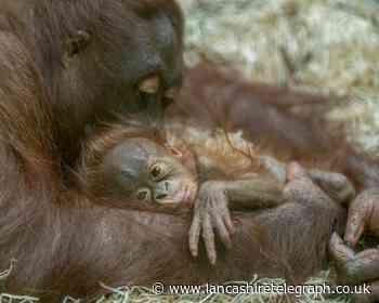 Blackpool Zoo finally name baby orangutan after fundraiser