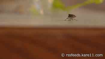 Experts say they're seeing more reports of stink bugs