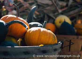 Halloween pumpkin picking in Lancashire this month
