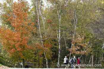 Canada’s dramatic summer weather has altered the fall colours: researchers