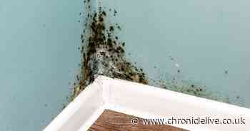NHS explains health problems caused by damp and mould in your home and what you can do about it