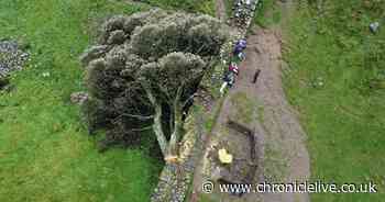 Five things you think should happen to the Sycamore Gap site after felling of iconic tree