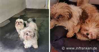 Tierheim Kulmbach geschockt nach Hunde-Fund: "Wer verdammt macht diese S...?"