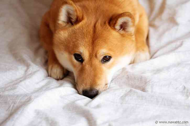 Dogecoin In A Dire Position As Daily Active Addresses Drop Drastically