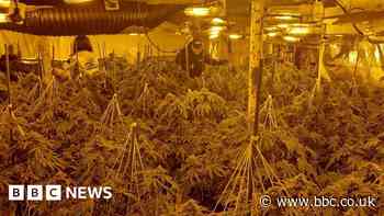 Stockport cannabis farm with more than 300 plants found