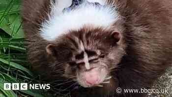 Escaped pet skunk Wiggy 'taking a holiday' in Essex