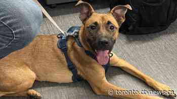 Police in Brampton searching for owner of lost dog