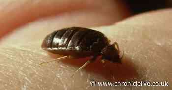 Hotels deploy pest control experts over bed bugs and flights 'could be grounded' if infestation found