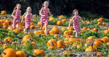 It's all T-shirts and shorts down at the pumpkin patch near Bristol