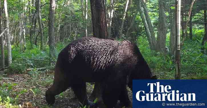 Three bears that holed up in factory in Japan are captured and killed