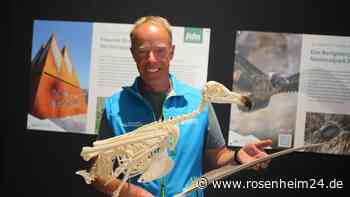 Neues forensisches Modell einer Bartgeierdame soll den Flug der Greifvögel anschaulich erklären