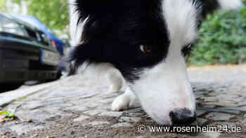 Nach vorangegangener Drohung: Warnung vor Giftköder im Gemeindebereich Bad Feilnbach