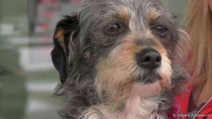 Free pet food: Animal charity hosts 'Pets-Giving' event Saturday