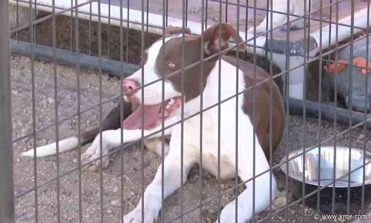 Bernalillo County 'Bark Party' highlights adoptable dogs