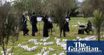 New Zealand’s first-ever ‘Chook Symphony’ to boost wellbeing of chicken flock – video