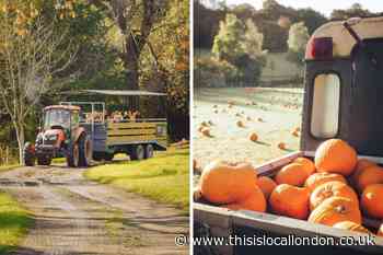 Four pumpkin patches to visit an hour drive of south east London