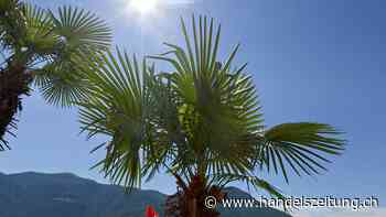 Neuer Schädling greift Palmen im Tessin an