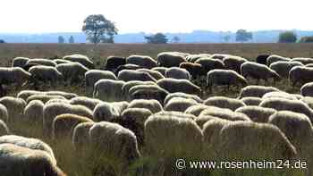 Altöttinger (19) rast mit Mercedes in Schafherde – sieben Tiere verenden qualvoll