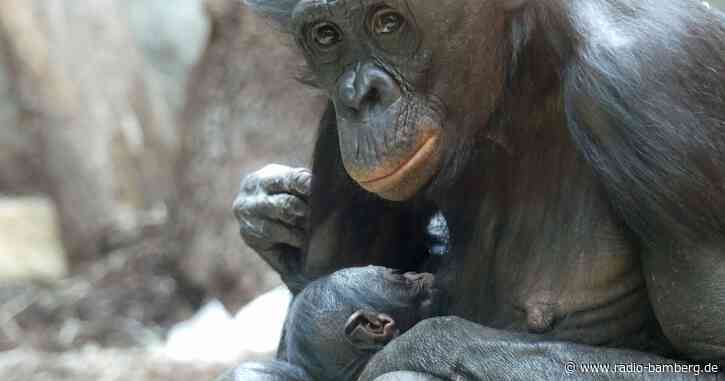 Bonobo im Frankfurter Zoo geboren