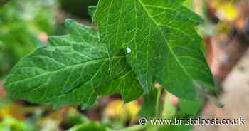 UK invaded by tiny white flies - this is what they are