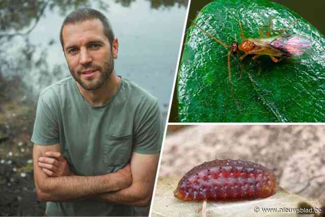 Nils ontdekt zeldzame schildwesp, die zich op wrede manier voortplant: “Eerste en laatste officiële melding dateert van 1838”