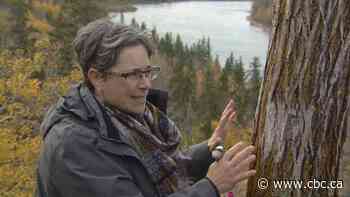 What lichens can tell us about climate and pollution