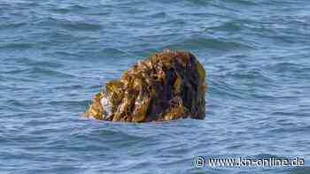 Australien: Wale kleiden sich in Algen - deutscher Forscher dokumentiert bizarres Verhalten