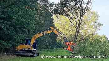 Entbuschung auf den Wohlder Wiesen im Kreis Wolfenbüttel